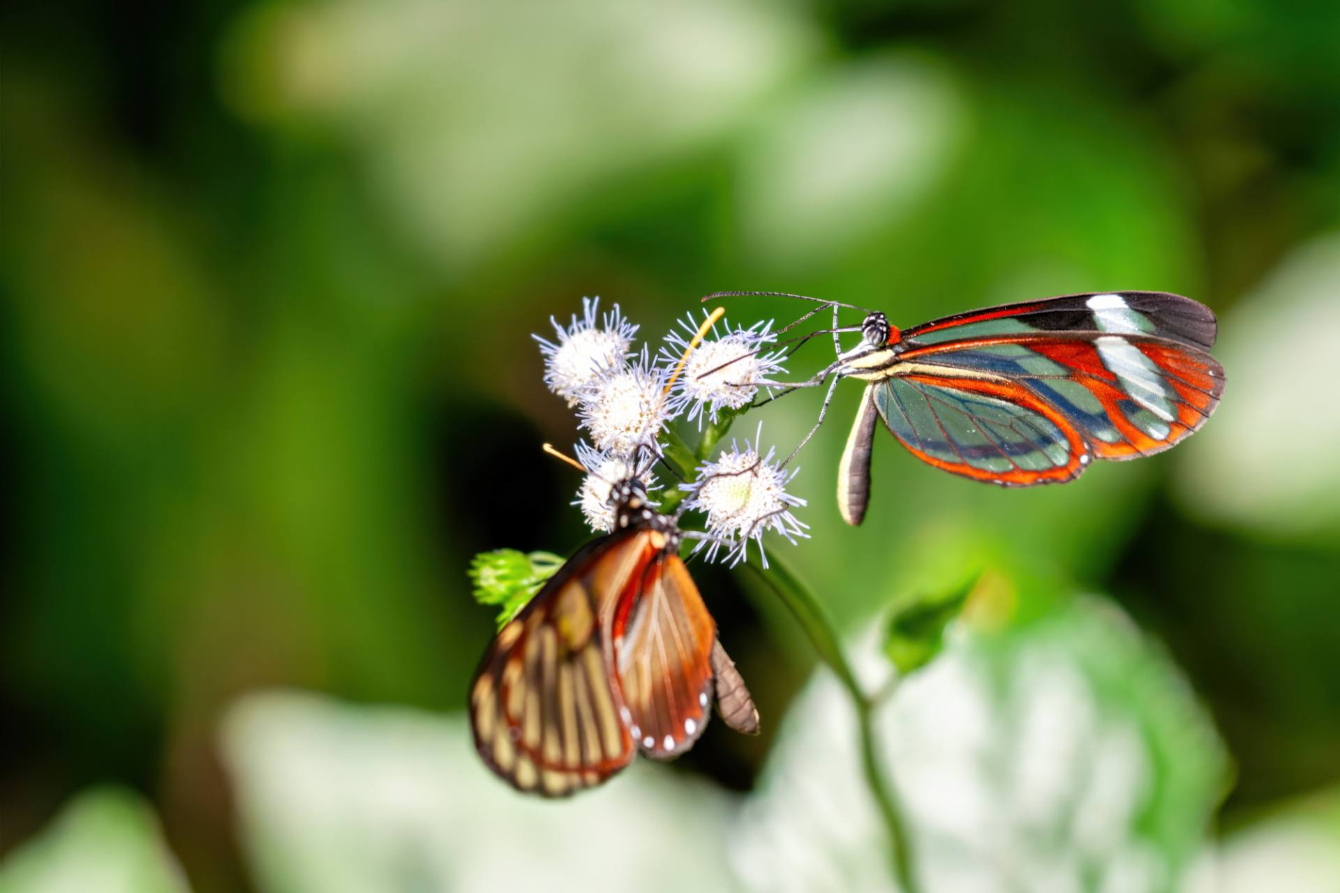 Glasflügler (greta nero)